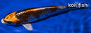 5.5" KUJAKU