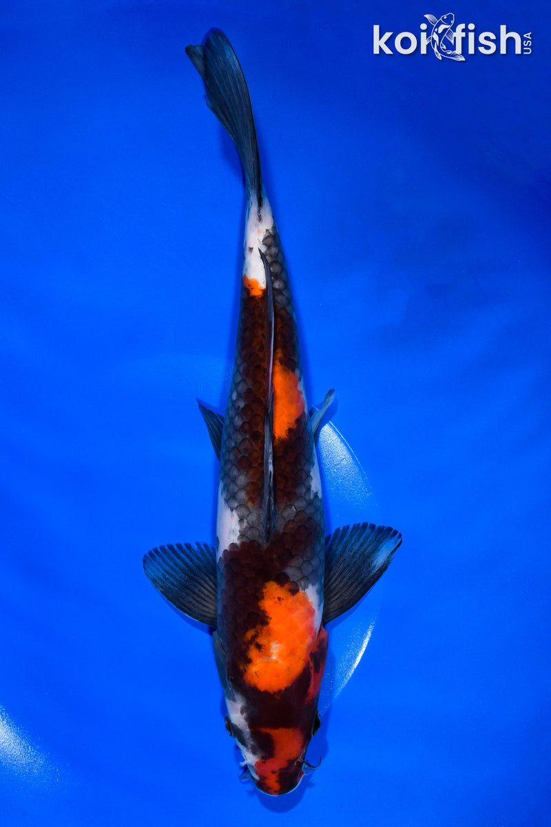 11.25" SHOWA