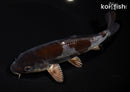 7.25" DOITSU OCHIBA SHIGURE