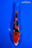 5.5" SANKE
