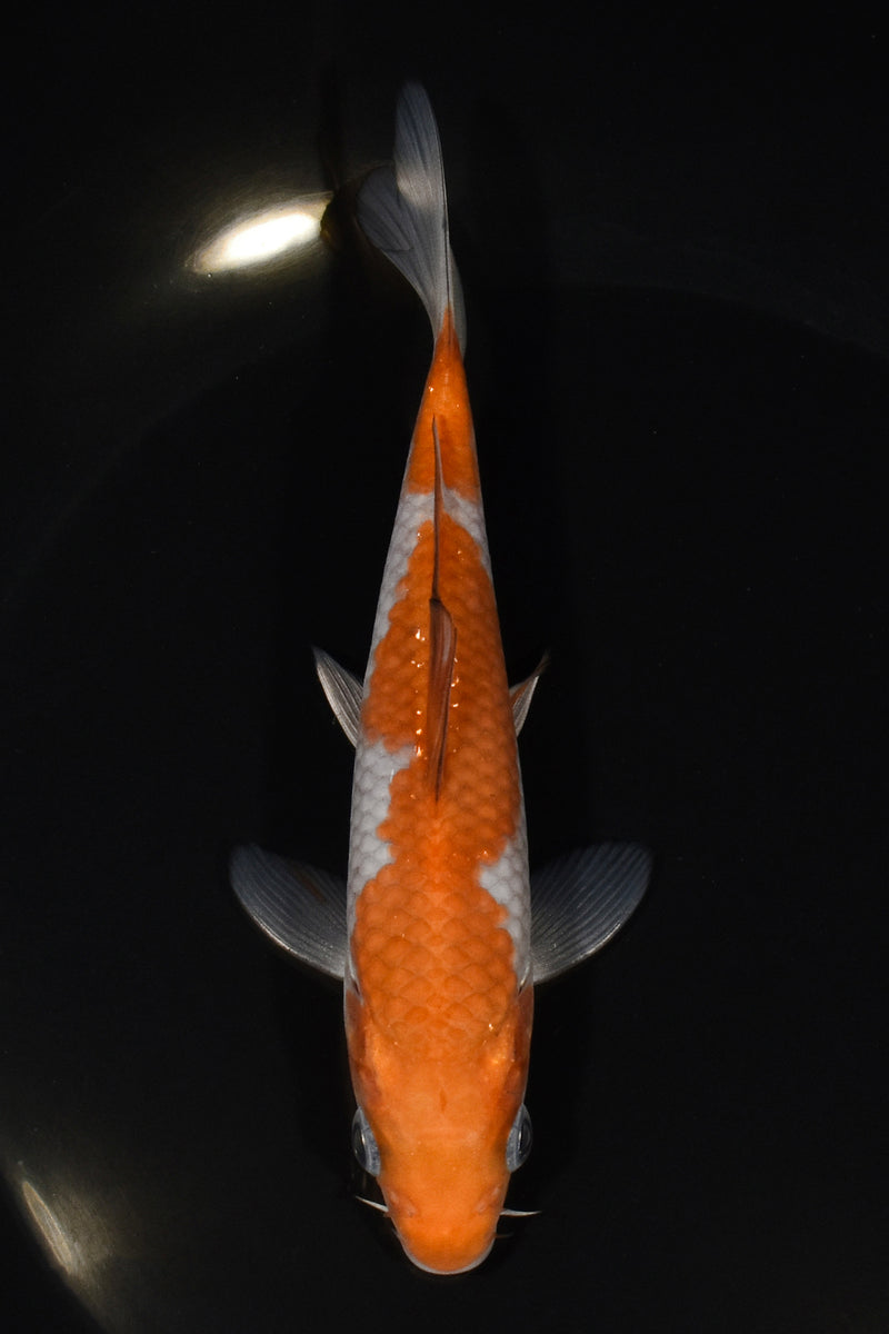 5.5" OCHIBA SHIGURE