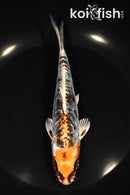 6.75" BENI KIKOKURYU