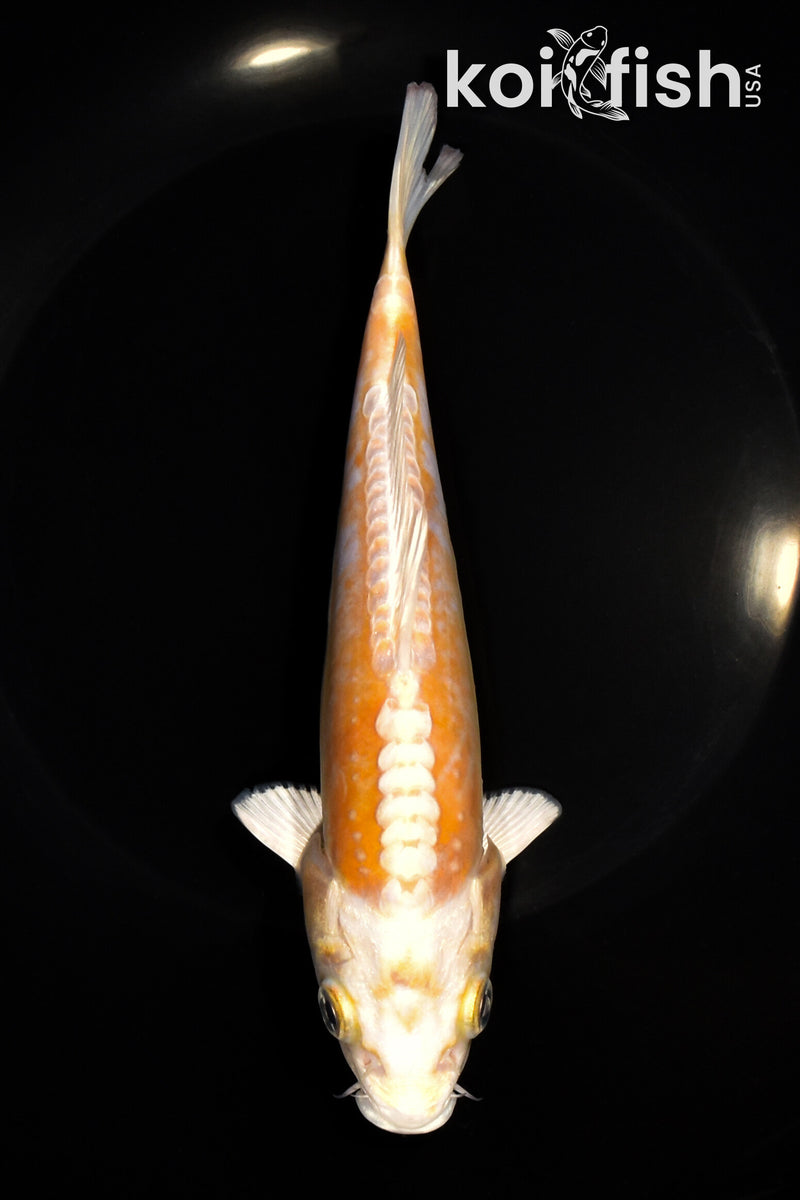7.25" KIKUSUI