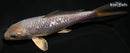 6" GINRIN METALLIC SORAGOI