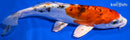 7" HEISEI NISHIKI
