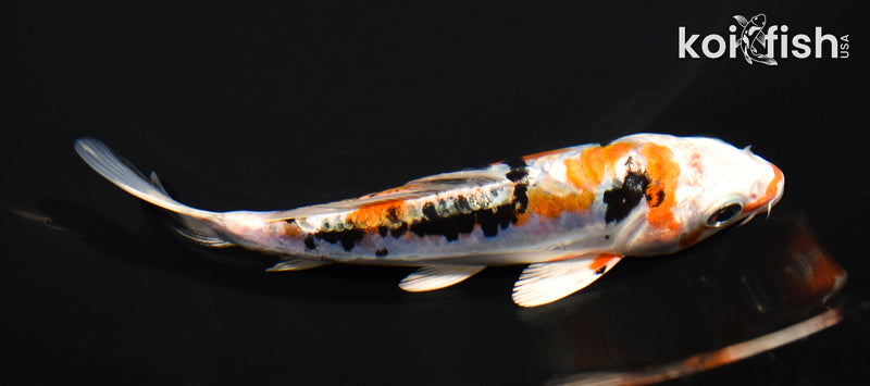 5.25" HEISEI NISHIKI