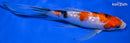 7.75" GINRIN SANKE BUTTERFLY