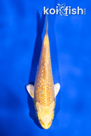3.5" GINRIIN YAMABUKI OGON