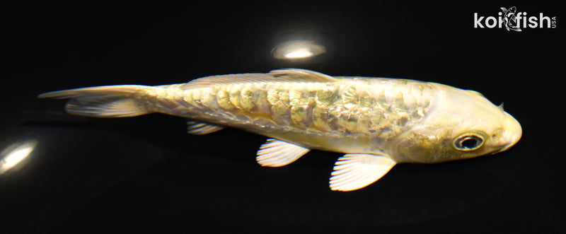 5.5" GINRIN ARAGOKE YAMABUKI OGON