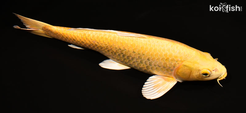 15.75" YAMABUKI OGON