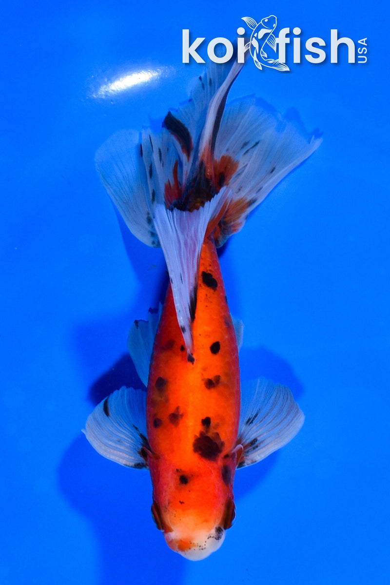 6.25" CALICO WATONAI GOLDFISH