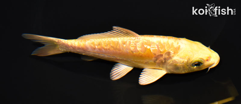 5.5" GINRIN ARAGOKE YAMABUKI OGON