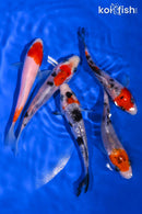 PACK OF (5) 4-5" STANDARD KOI