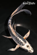 8" BENI KIKOKURYU BUTTERFLY
