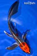 8" BENI GINGA BUTTERFLY