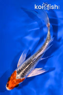 5.25" KUJAKU BUTTERFLY