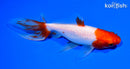 6" WATONAI GOLDFISH