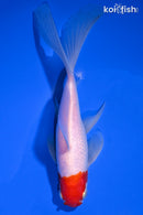 7" SARASA COMET GOLDFISH