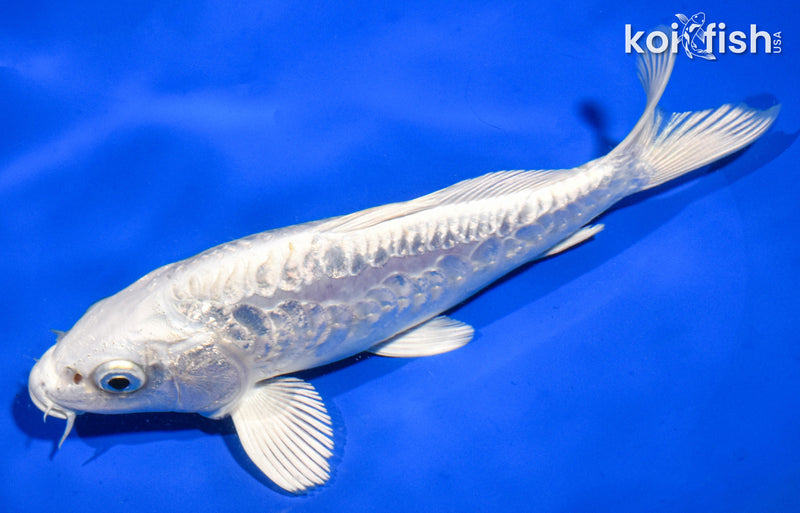 6.5" DOITSU PLATINUM OGON