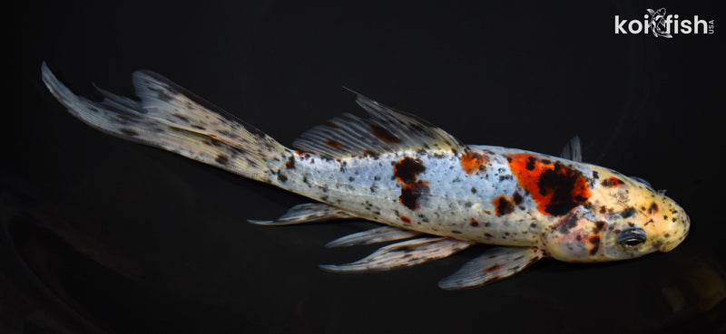 9" SHUBUNKIN GOLDFISH