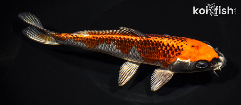 8.25" BENI GINGA