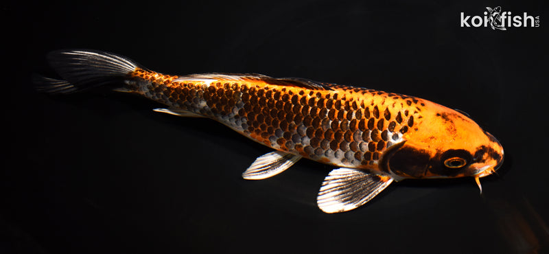 10" BENI GINGA