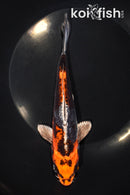 7.25" BENI KIKOKURYU