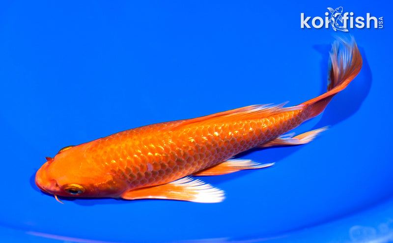 7.5" GINRIN ORENJI OGON BUTTERFLY