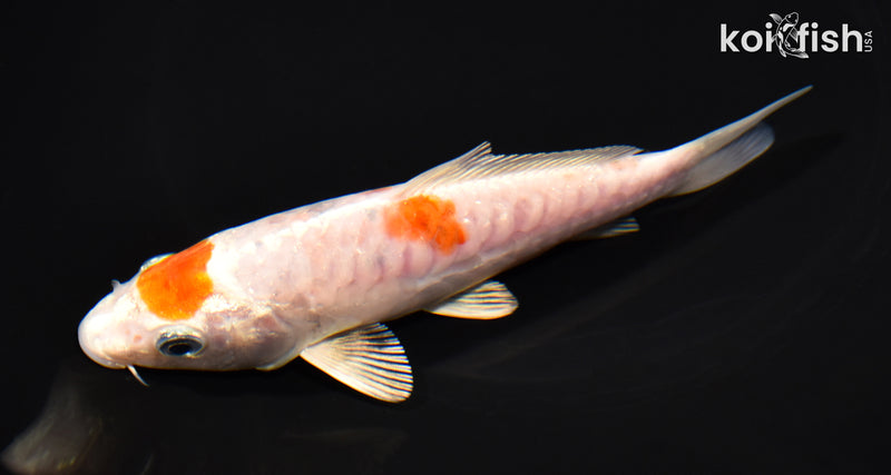 5.5" HARIWAKE
