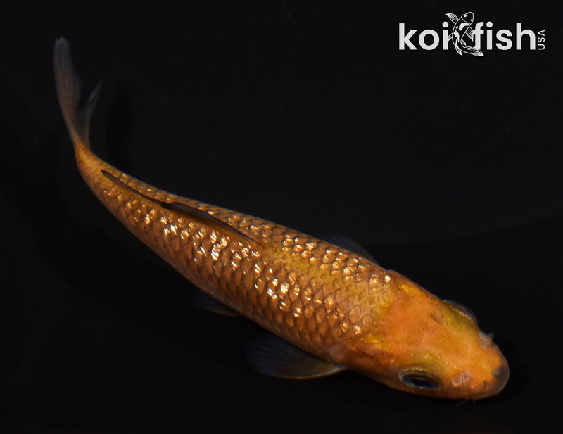 3.75" GINRIN CHAGOI