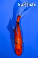 5.25" CALICO WAKIN GOLDFISH