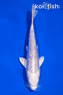6" DOITSU PLATINUM OGON
