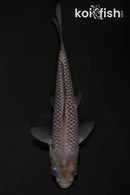 4.25" SORAGOI