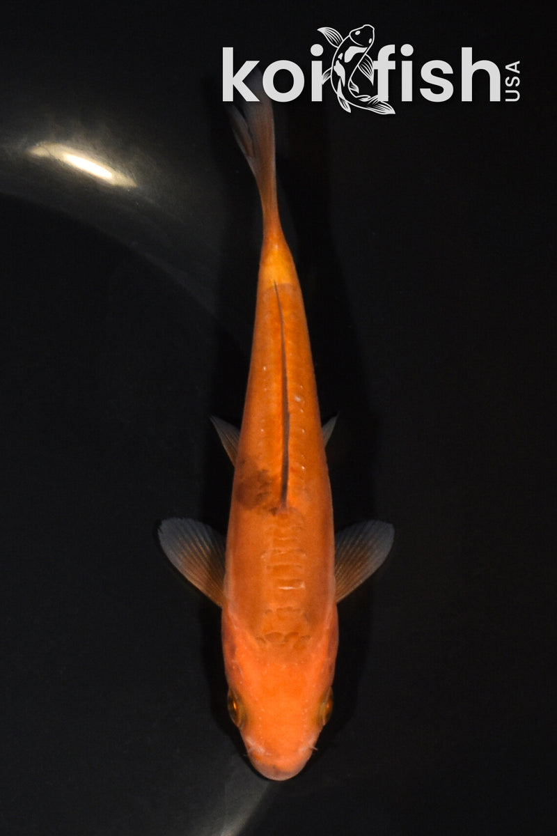 5" DOITSU CHAGOI