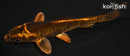 4" BENI KIKOKURYU