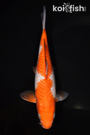 8.25" OCHIBA SHIGURE