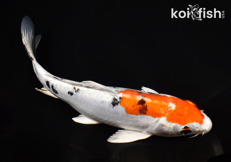 8" HEISEI NISHIKI