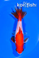 5.25" WAKIN GOLDFISH