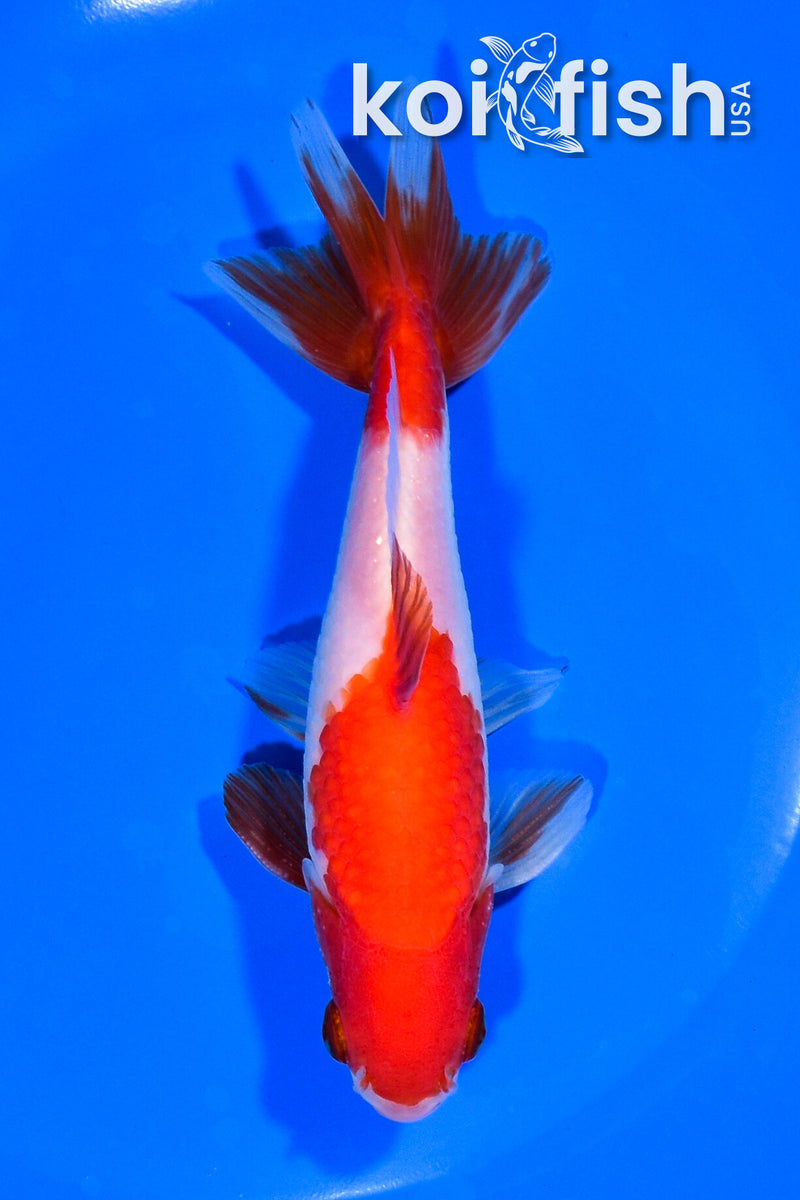 5.25" WAKIN GOLDFISH