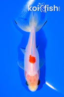 4.5" WAKIN GOLDFISH