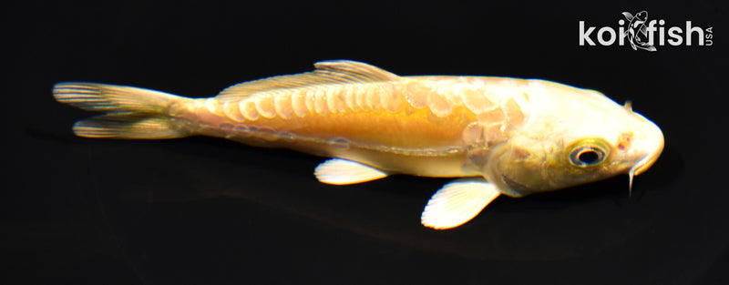 5" ARAGOKE YAMABUKI OGON