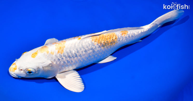 13.25" GINRIN HARIWAKE