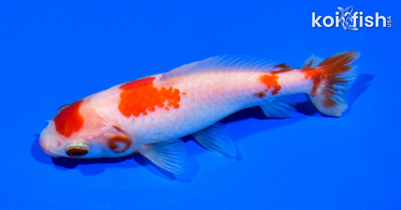 4.5" WAKIN GOLDFISH