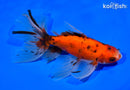 6.25" CALICO WATONAI GOLDFISH