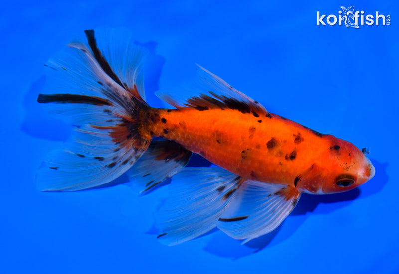 6.25" CALICO WATONAI GOLDFISH