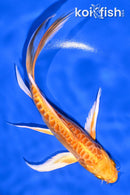 6.75" DOITSU ORENJI OGON BUTTERFLY