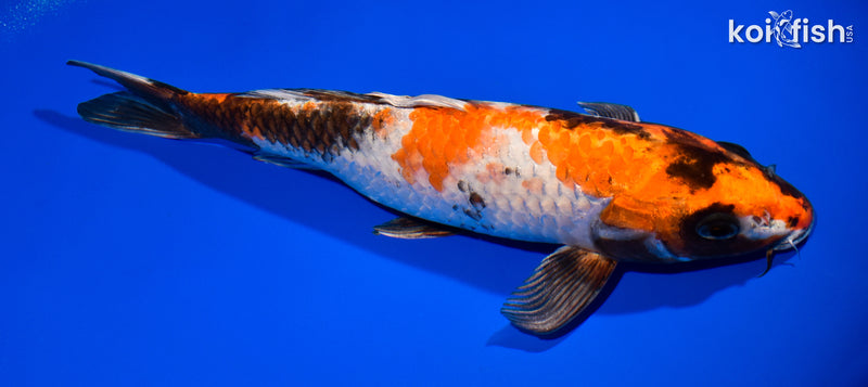 11.5" KIN SHOWA