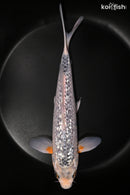 9.75" GINRIN ASAGI