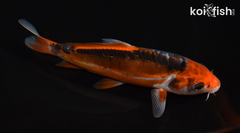 6" SHUSUI