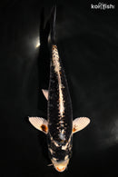 9" BENI GINGA